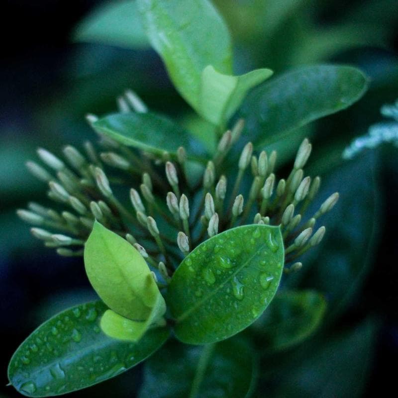 Mountain Oregano 50g